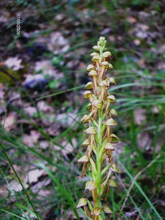 Orchis anthropophora ex Aceras anthropophorum